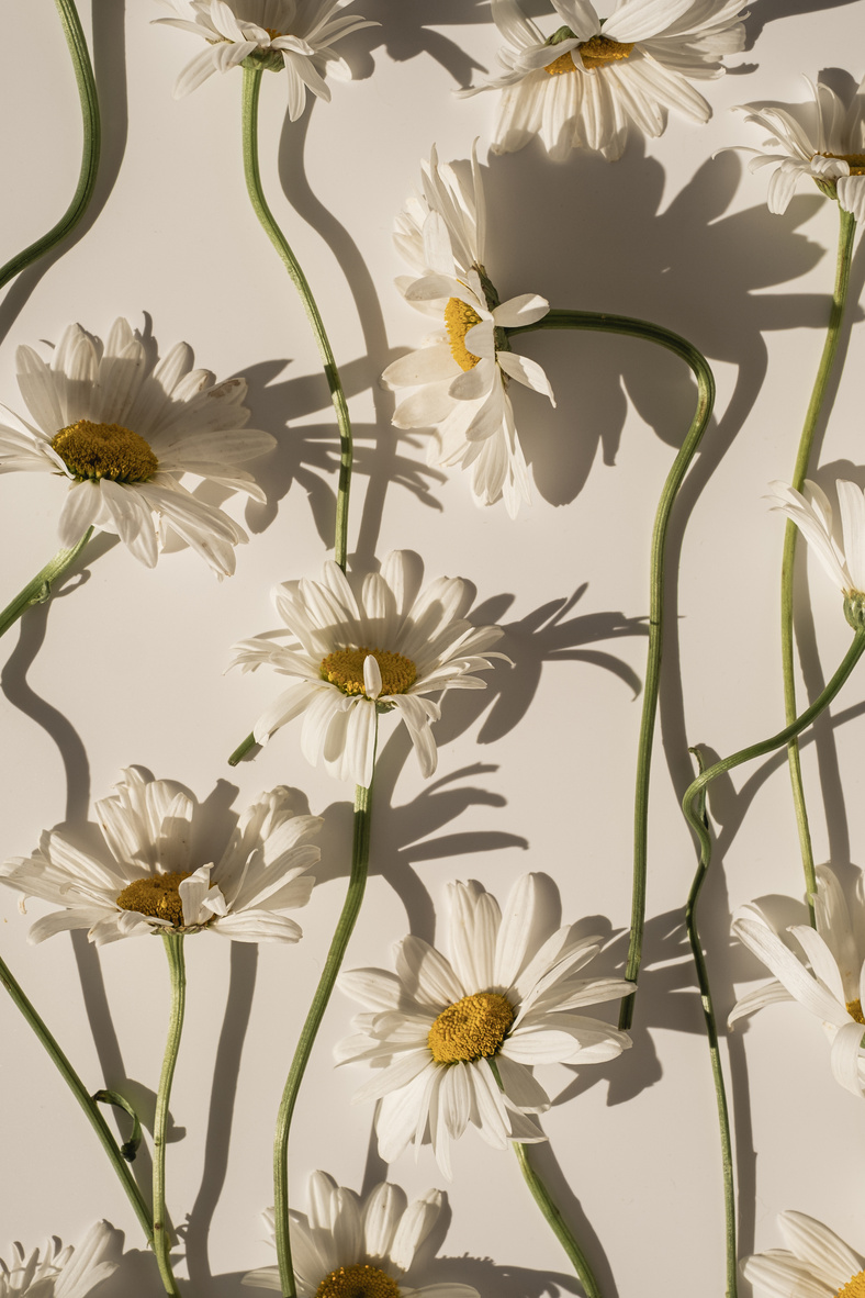 White Daisies with Shadows on the Beige Wall