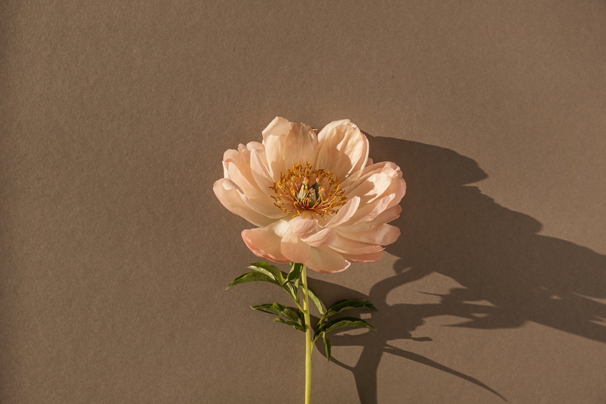 Peony Flower on Brown Background